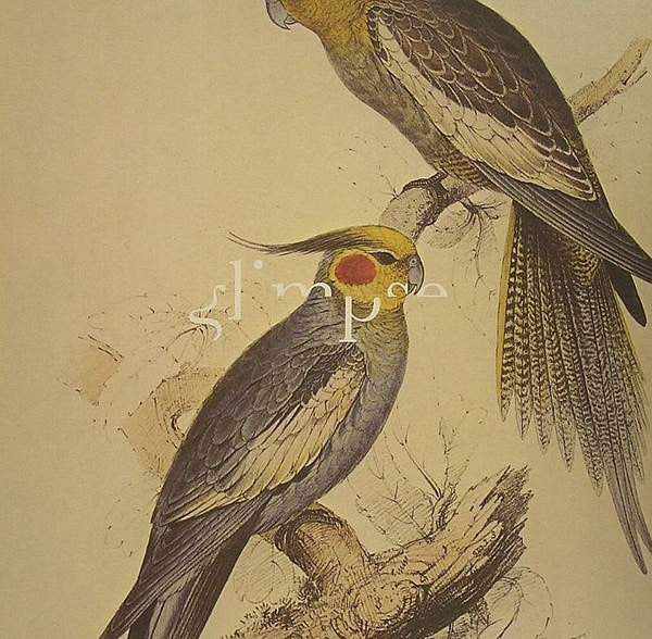 Glimpse : 5 Easy Pieces E.P (12", EP)