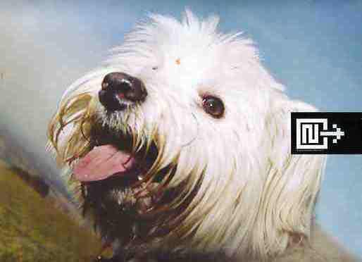 Moloko : Sing It Back (Mixes. 2) (12", Promo)